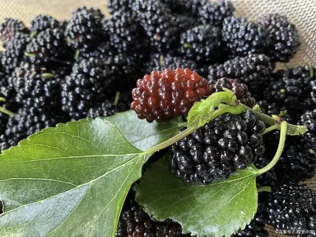 桑葚的功效與作用，桑葚泡酒的制作方法