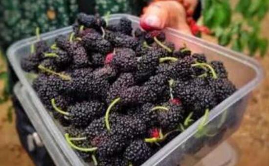 家庭自制桑葚酒的做法，桑葚酒正宗制作方法