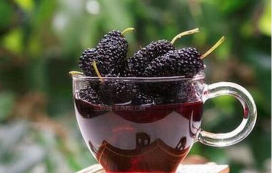 泡酒新鮮桑葚制作方法大全_泡酒新鮮桑葚制作方法竅門(mén)_新鮮桑葚泡酒制作方法
