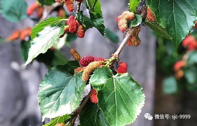 桑葚熟了，泡酒正當(dāng)時(shí)，滋補(bǔ)又好喝，配方和