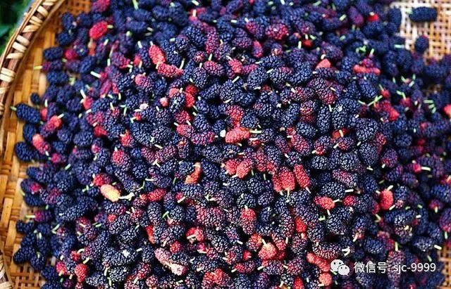 泡桑葚酒的做法配方_泡桑葚酒功效與作用_泡桑葚酒的步驟