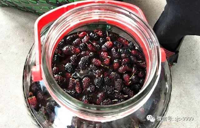 泡桑葚酒功效與作用_泡桑葚酒的步驟_泡桑葚酒的做法配方