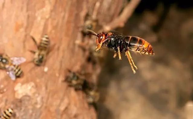 虎頭蜂泡酒有什么功效_虎頭蜂泡白酒_虎頭蜂泡酒是喝還是擦