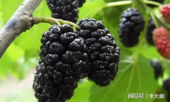 桑葚用來泡酒最好了，比葡萄酒好百倍，早晚