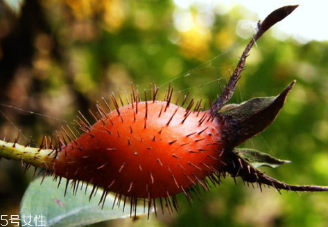 泡酒蜂巢正確方法圖片_蜂巢泡酒的正確方法_泡酒蜂巢正確方法是什么