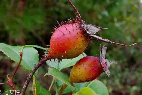 泡酒蜂巢正確方法圖片_泡酒蜂巢正確方法是什么_蜂巢泡酒的正確方法