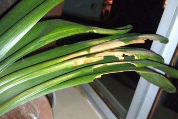 君子蘭澆啤酒有什么好處？怎么澆？多久澆一