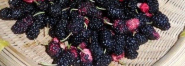 桑葚酒的正宗制作方法_正宗桑葚制作酒方法圖解_正宗桑葚制作酒方法視頻