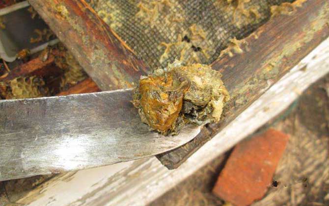 泡酒功效作用蜂膠怎么用_泡酒功效作用蜂膠怎么吃_蜂膠泡酒的功效與作用