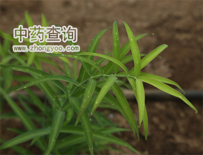 酒黃精的功效_酒黃精的功效_酒黃精的功效