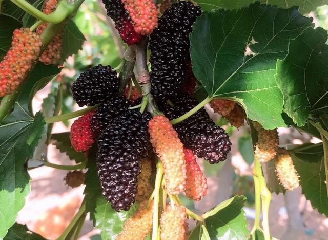 白酒泡干桑葚酒的做法竅門(mén)_白酒泡干桑葚怎么泡_一斤桑葚干泡多少白酒