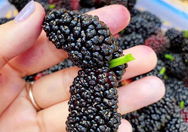 白酒泡干桑葚酒的做法竅門(mén)_白酒泡干桑葚怎么泡_一斤桑葚干泡多少白酒