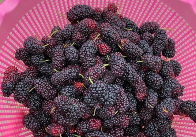 白酒泡干桑葚怎么泡_一斤桑葚干泡多少白酒_白酒泡干桑葚酒的做法竅門(mén)