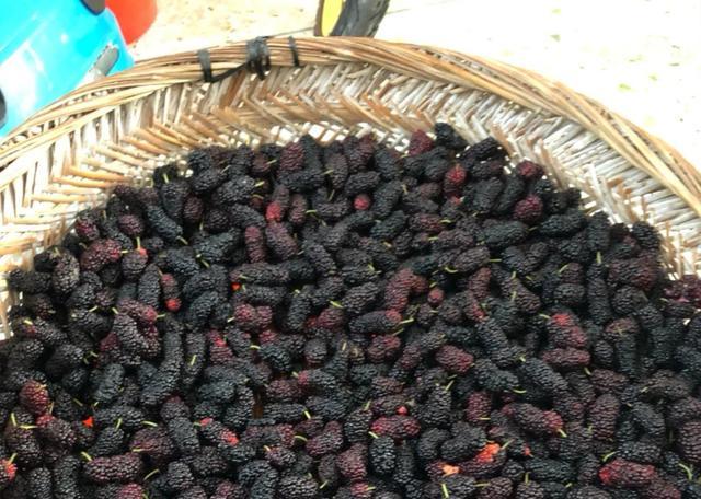 一斤桑葚干泡多少白酒_白酒泡干桑葚怎么泡_白酒泡干桑葚酒的做法竅門(mén)