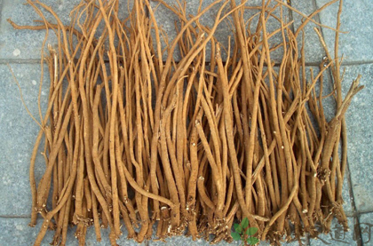 馬蜂酒的藥用功效_馬蜂藥酒有什么功效_馬蜂酒有什么功效和好處