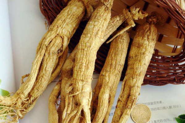 藏紅花加人參泡酒，藏紅花人參泡酒的功效