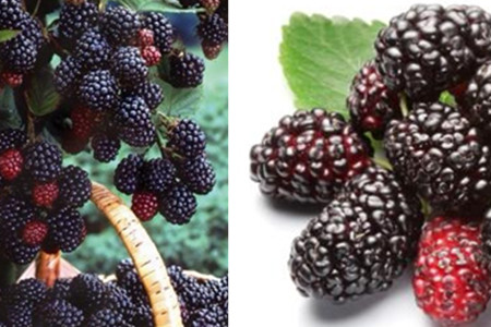 請(qǐng)問桑葚泡酒對(duì)人體有什么好處_桑葚泡酒有什么好處_泡桑葚酒的好處