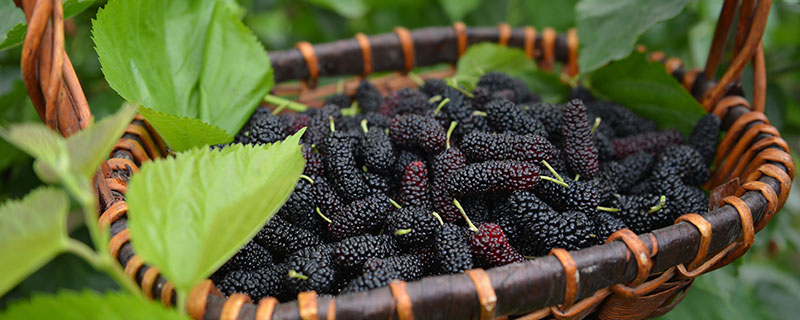 桑葚酒的藥用價(jià)值_桑葚酒的作用與功效_桑葚酒的藥用