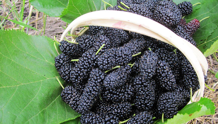 桑葚酒的藥用_桑葚酒的作用與功效_桑葚酒的藥用價(jià)值