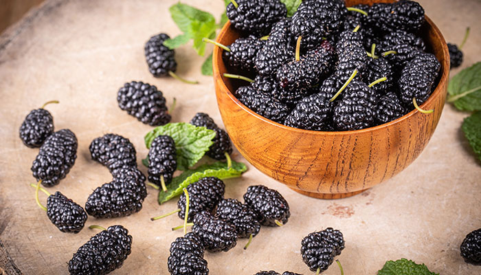 桑葚酒的藥用_桑葚酒的藥用價(jià)值_桑葚酒的作用與功效