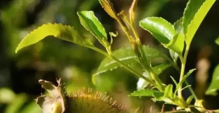 獼猴桃泡酒的功效和作用_泡酒獼猴桃功效作用與禁忌_泡酒獼猴桃功效作用及禁忌