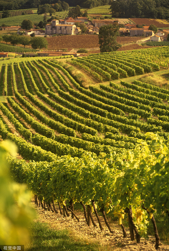 葡萄著名酒品牌世界排名第幾_世界十大著名葡萄酒品牌_葡萄著名酒品牌世界排名榜