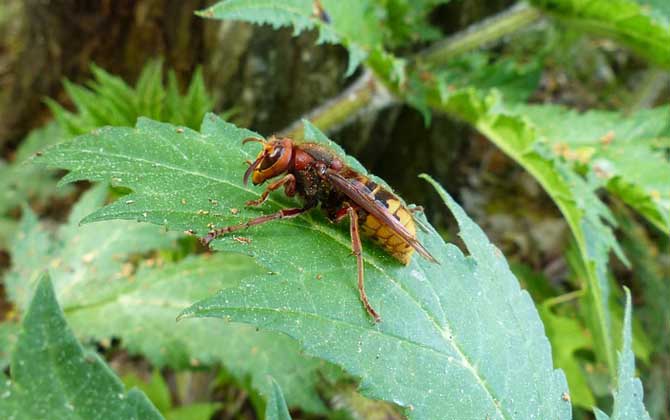蜂酒的功效與作用_蜂酒的功效_蜂類泡酒的功效與作用