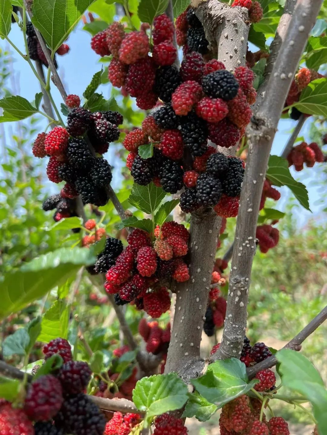 一杯桑葚酒，助你養(yǎng)腎護(hù)肝！你知道桑葚可以和什么一起泡酒嗎？